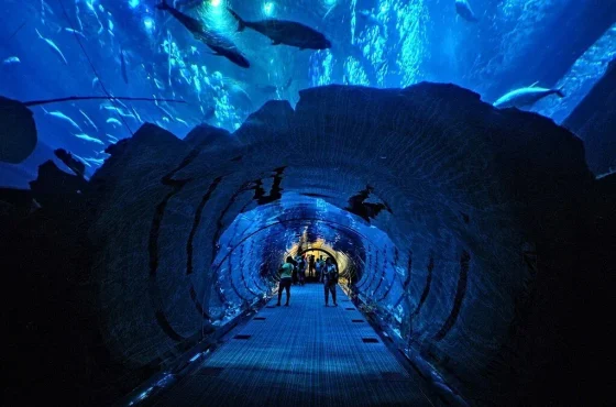 Aquaventure Waterpark + Lost Chambers Combo Tickets