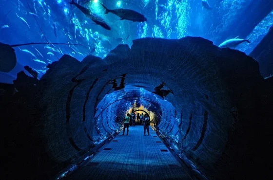 Aquaventure Waterpark + Lost Chambers Combo Tickets