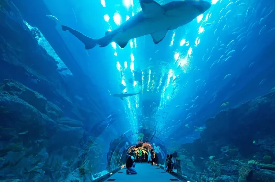 Dubai Aquarium & Underwater Zoo Tickets – Dubai Mall