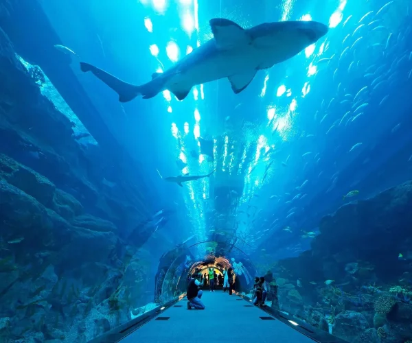 Dubai Aquarium & Underwater Zoo Tickets – Dubai Mall