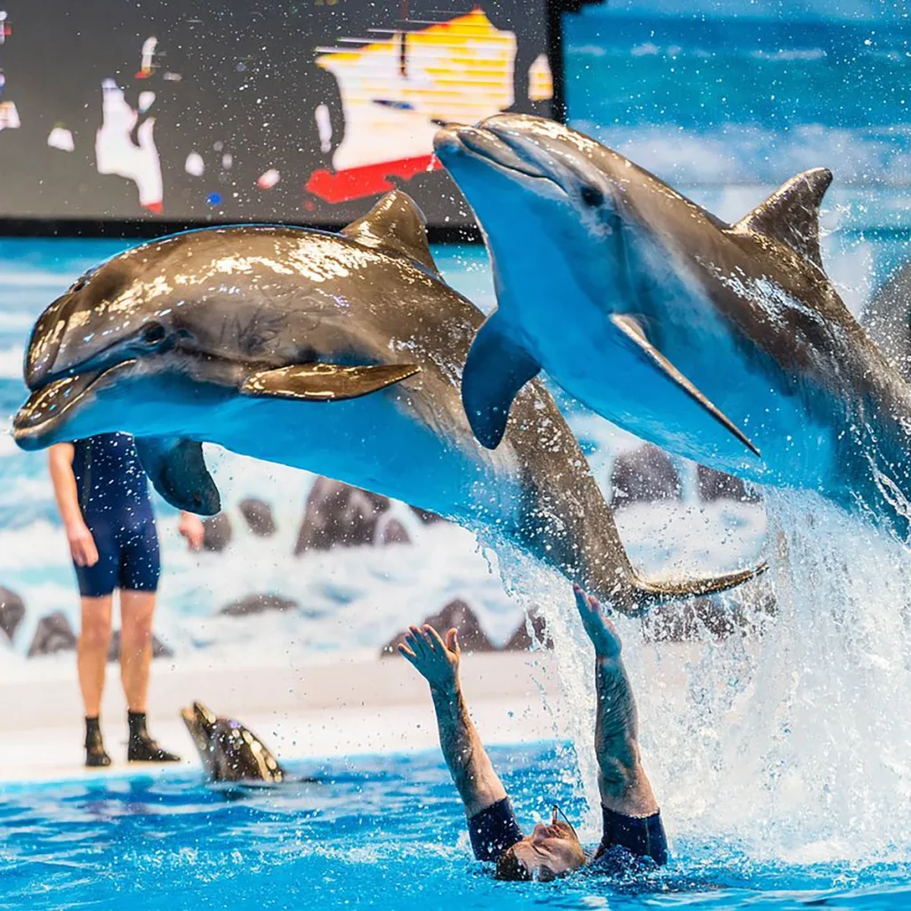 Dubai Dolphin & Seal Show – Regular Seats