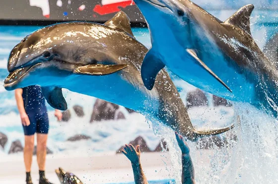 Dubai Dolphin & Seal Show – Regular Seats