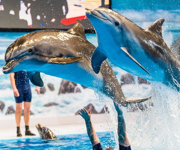 Dubai Dolphin & Seal Show – Regular Seats