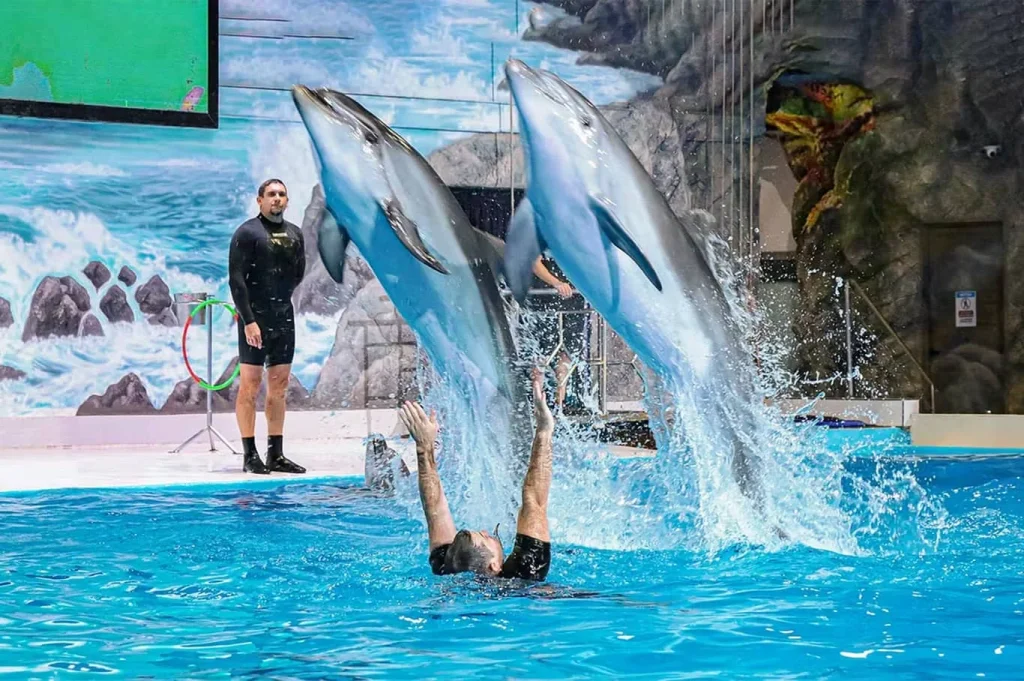 Dubai Dolphin & Seal Show – VIP Seats
