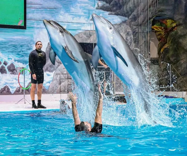 Dubai Dolphin & Seal Show – VIP Seats