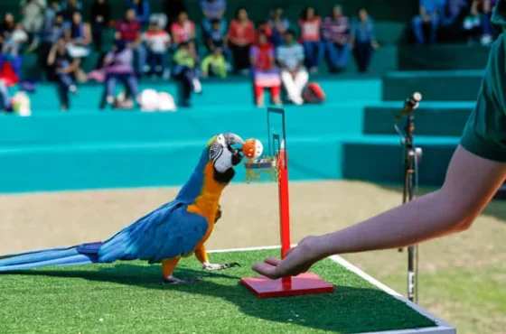 Dubai Dolphinarium – Exotic Bird Show Tickets