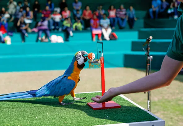 Dubai Dolphinarium – Exotic Bird Show Tickets