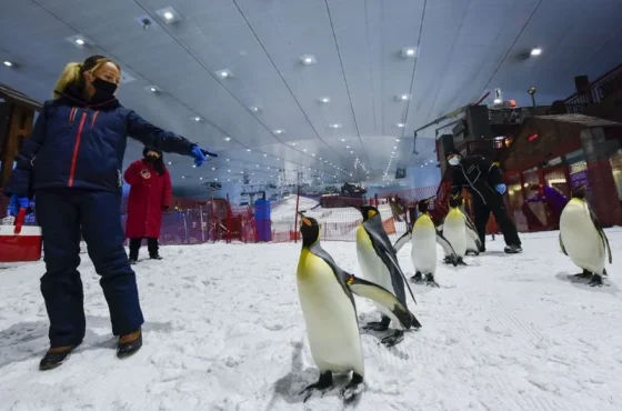 Ski Dubai – Snow Plus Pass