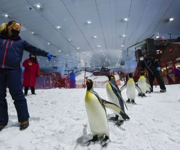 Ski Dubai – Snow Plus Pass
